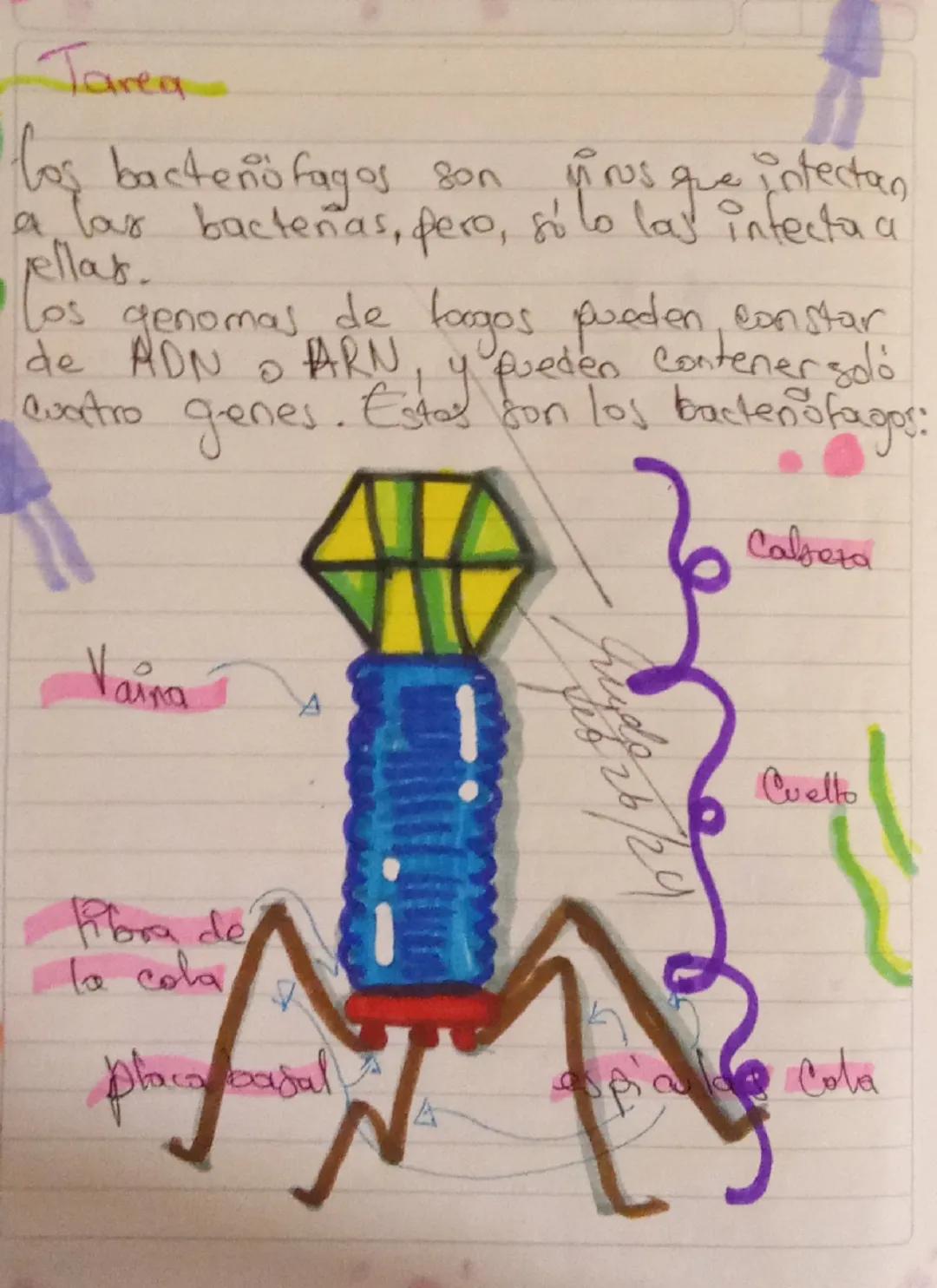 Tarea
loş bacteniofagos son i rus que intectan
a las bacteñas, pero, sólo las infecta a
jellas.
Los genomas de logos pueden constar
de ADN •