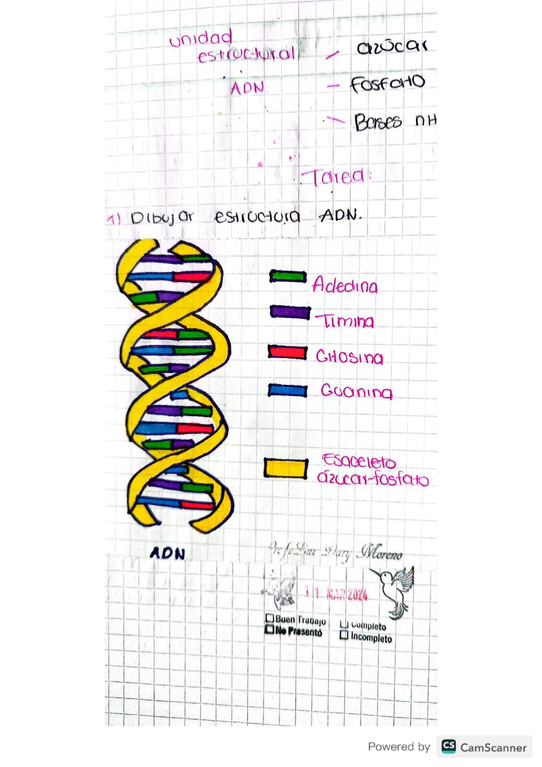 Estructura del adn