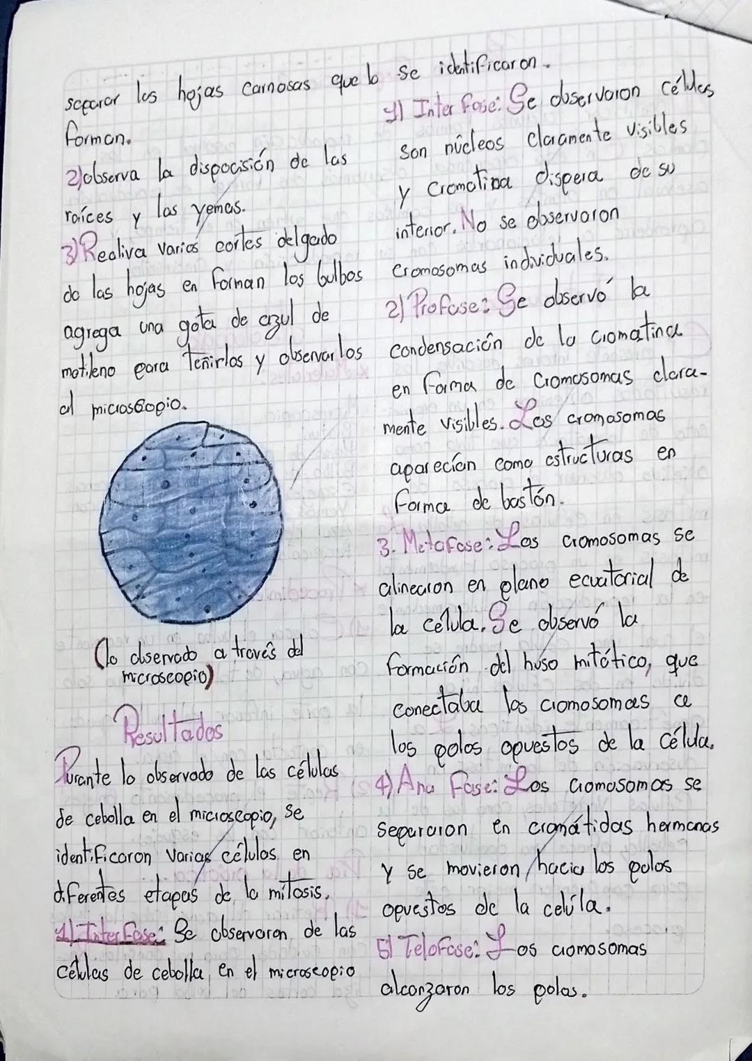 algo
esta

Pesumen Experiencia 2

Identificar algunes formas de reproducción aserval en
plantas. En está experiencia diservamós dos formas d