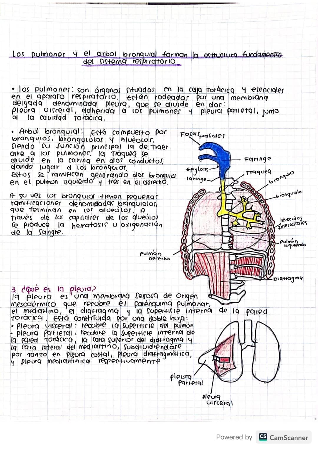 PreconceptOS S.R.
1. ¿Qué es el Sistema respiratorio y cuales son sus funciones?
rio
El sistema respiratorio, También llamado aparato respir