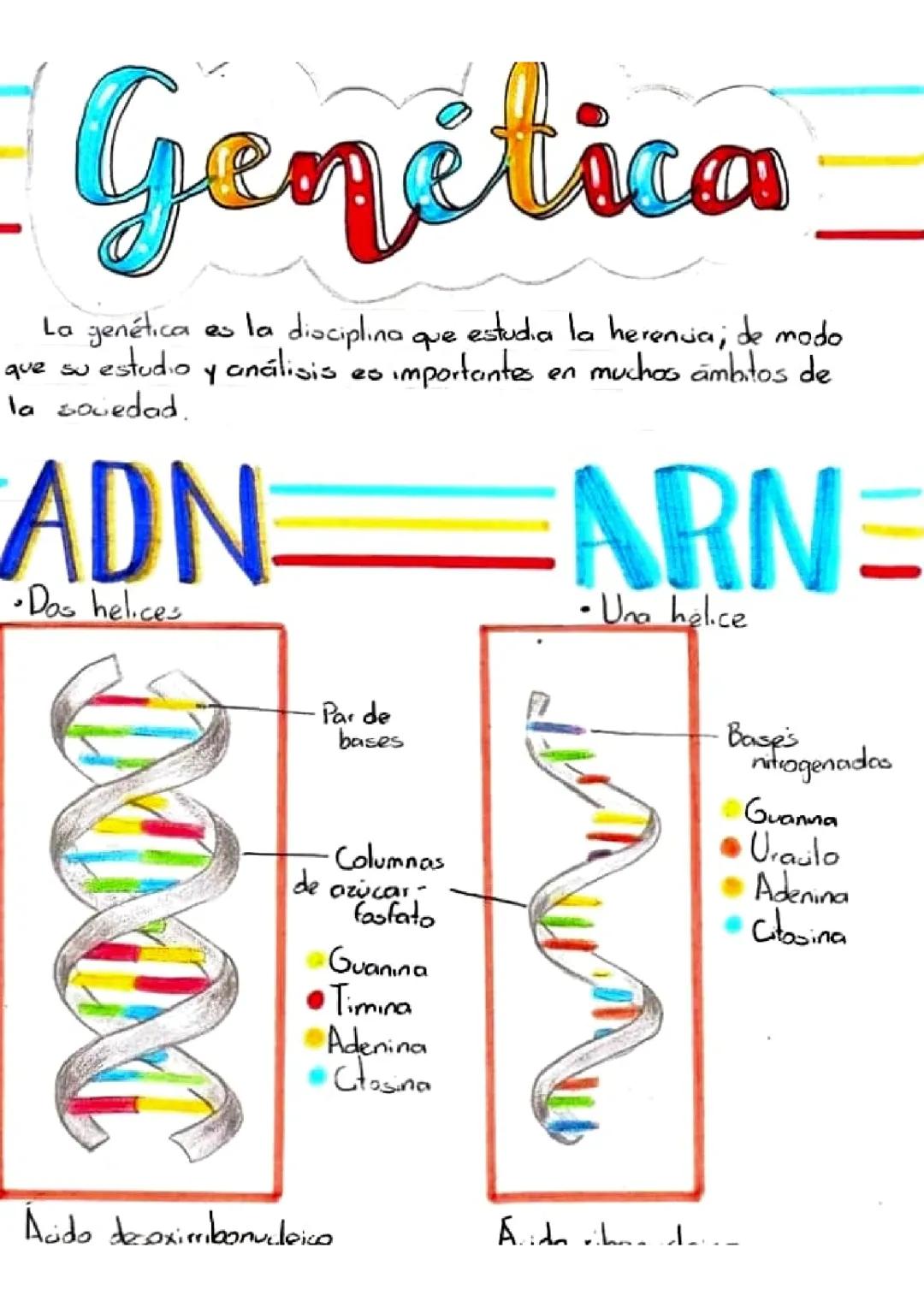 Sistema Respiratorio y sus Partes: Resumen para Niños