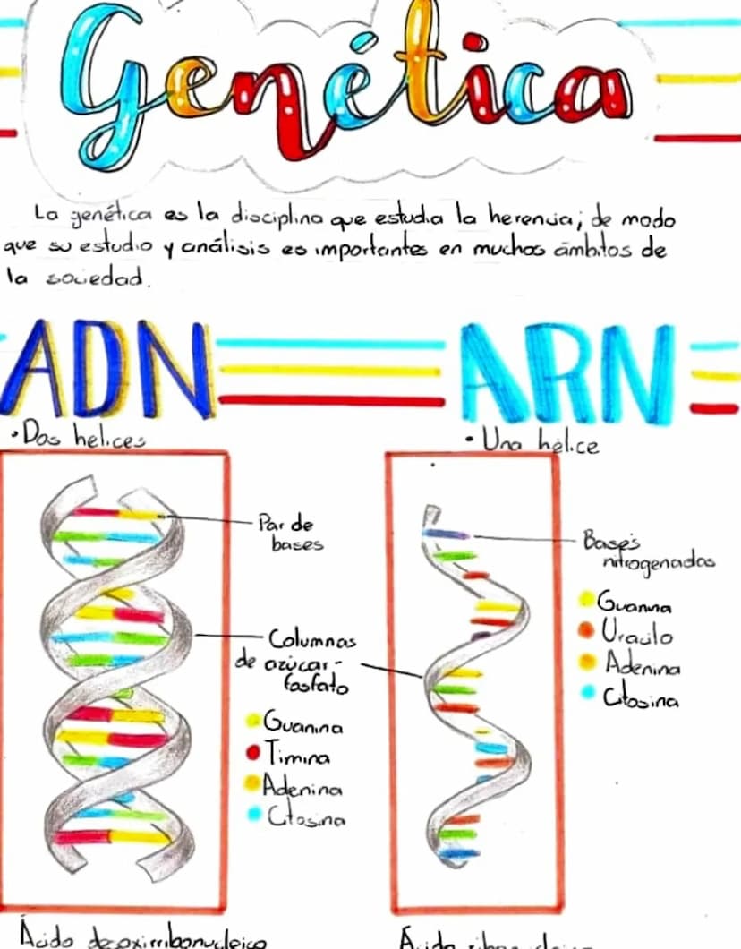 Genética
La genética es la disciplina que estudia la herencia; de modo
que su estudio y análisis es importantes
importantes en muchos ámbito