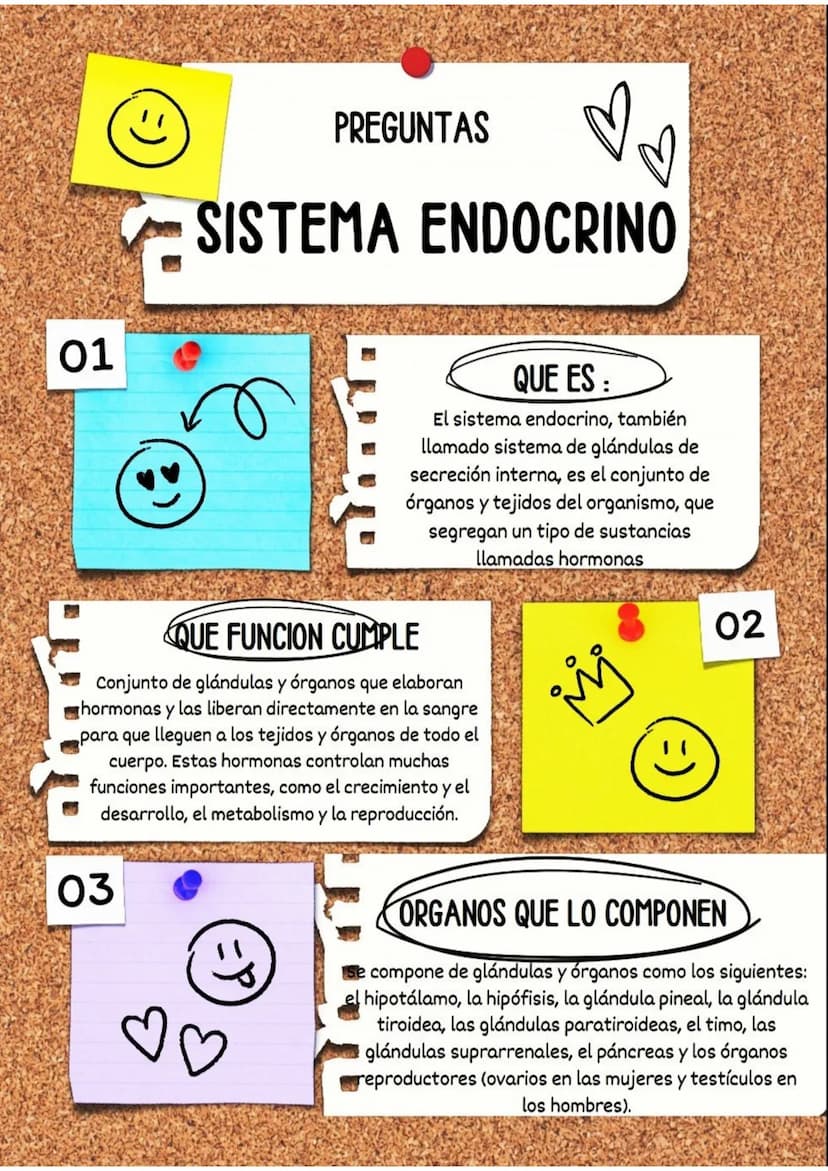 01
PREGUNTAS
♡
SISTEMA ENDOCRINO
(
QUE ES :
El sistema endocrino, también
llamado sistema de glándulas de
secreción interna, es el conjunto 