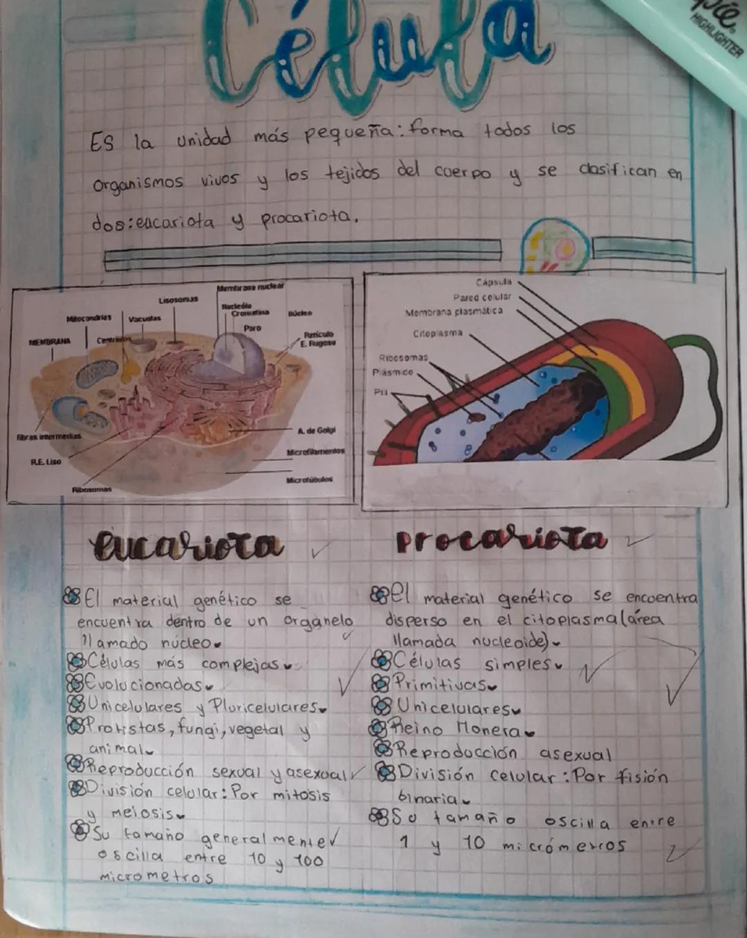 Célula
unidad más pequeña: forma todos los
Es la
Organismos vivos
los tejidos del
Coer po
у
se
clasifican en
dos: eucariota y procariota.
Me