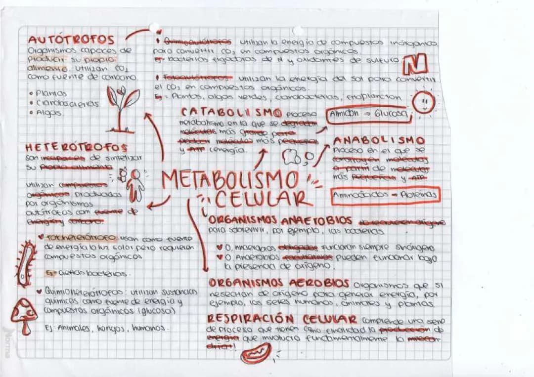 Metabolismo celular