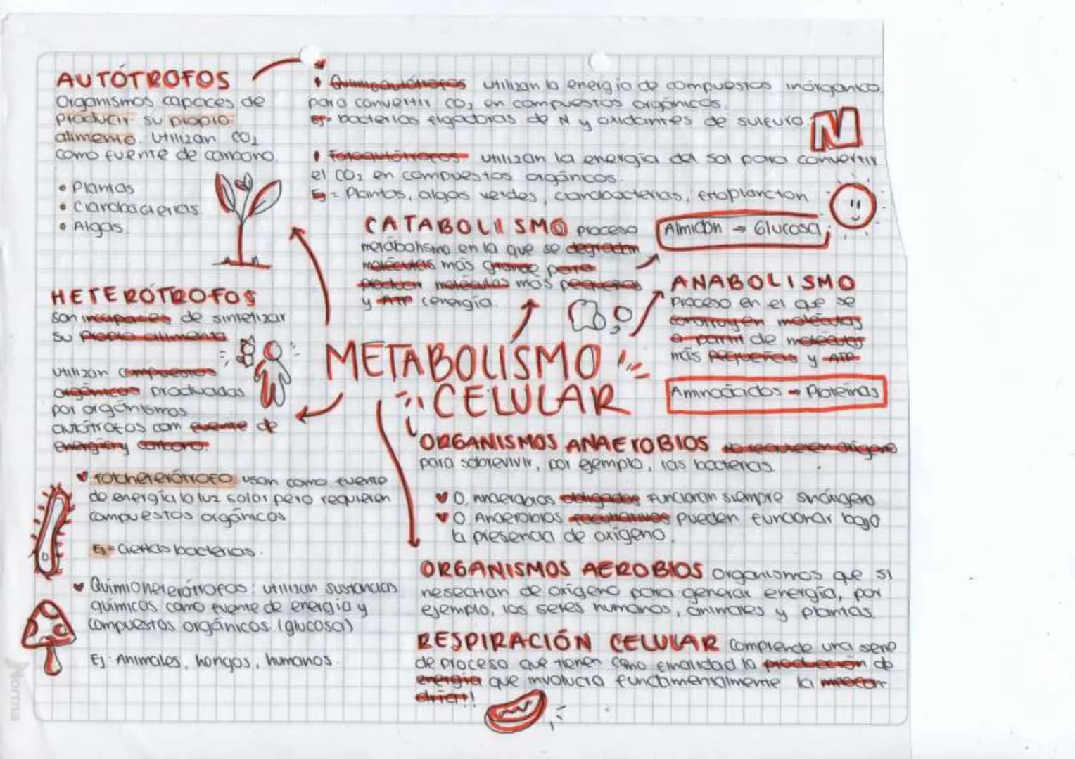 AUTOTROFOS
Organismos capaces de
Producir su propio
alimento. Utilizan co
Como Fuente de carbono.
• Plantas
• Carobacterias
•Algas
HETEROTRO