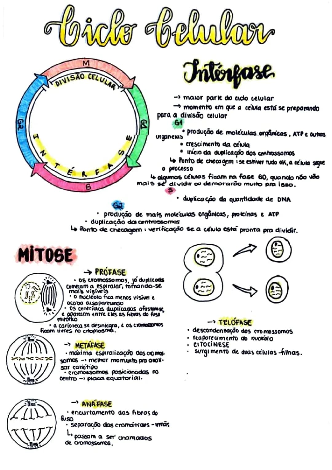 Ciclo celular 
