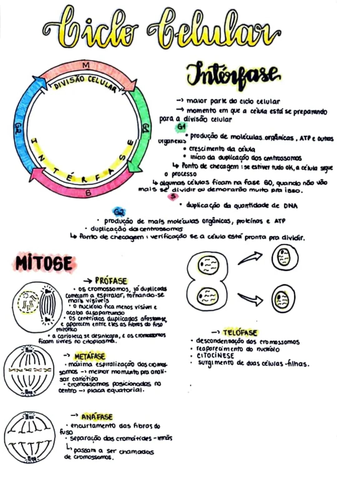 bick behabar
belular
M
DIVISÃO
CELULAR
.
ய
Interfase
-> maior parte do ciclo celular
momento em que a célula está se preparando
para a divis