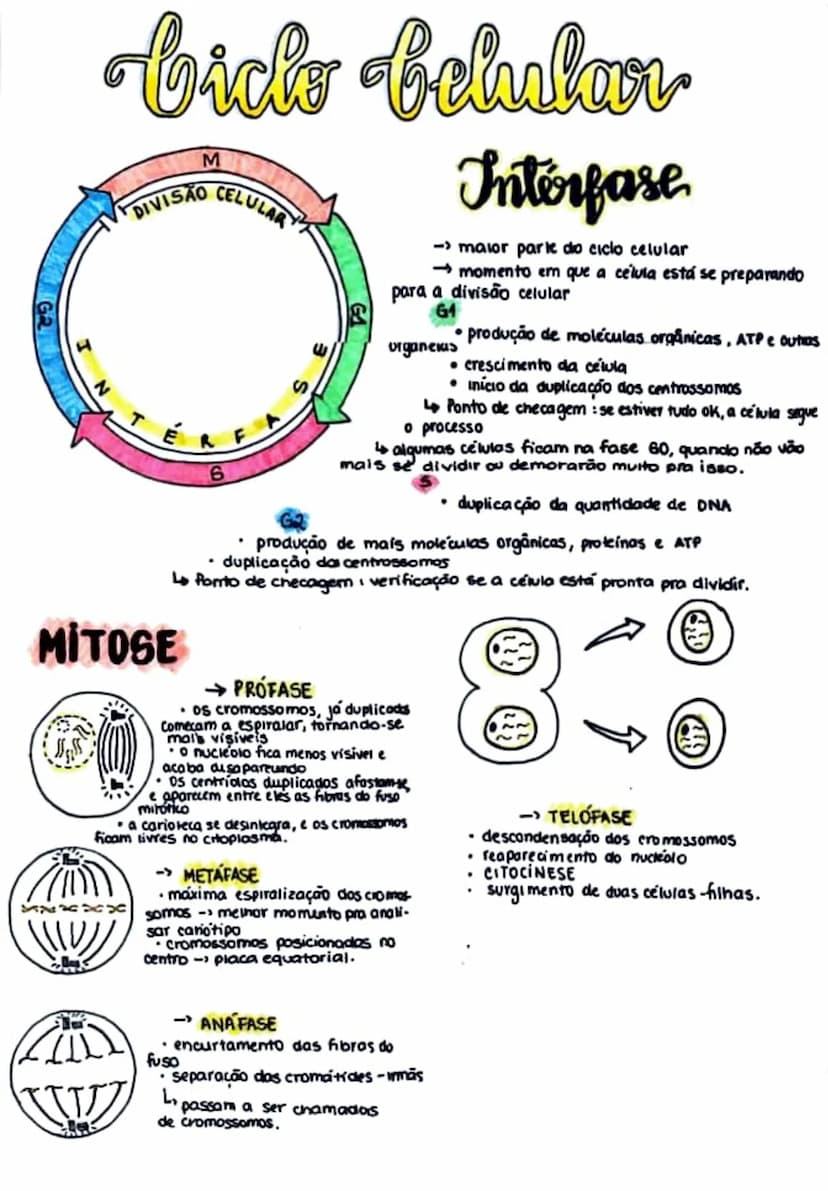 bick behabar
belular
M
DIVISÃO
CELULAR
.
ய
Interfase
-> maior parte do ciclo celular
momento em que a célula está se preparando
para a divis