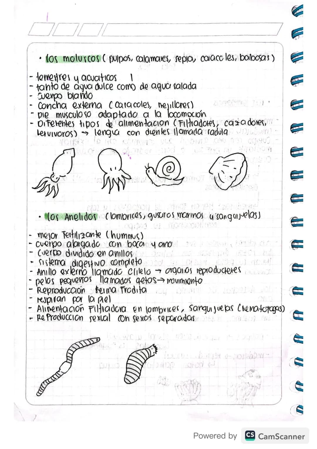 Proyecto de investigación
-Invertebrado
do
Reino Animal organismos celulares/celular
vertebrados
no to codra
Invertebrados
eucariotas
invert
