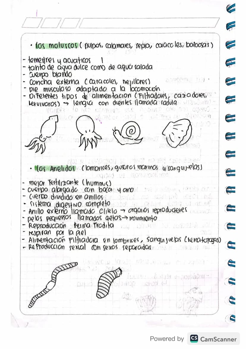 Proyecto de investigación
-Invertebrado
do
Reino Animal organismos celulares/celular
vertebrados
no to codra
Invertebrados
eucariotas
invert