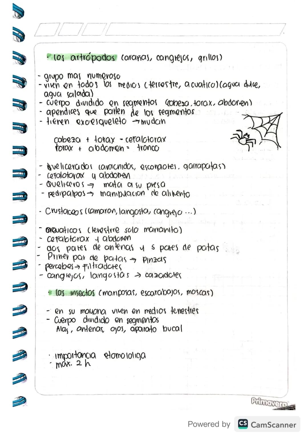 Proyecto de investigación
-Invertebrado
do
Reino Animal organismos celulares/celular
vertebrados
no to codra
Invertebrados
eucariotas
invert