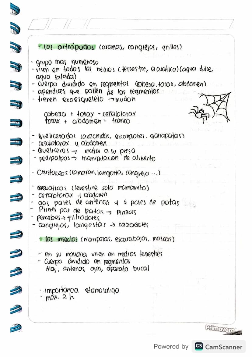 Proyecto de investigación
-Invertebrado
do
Reino Animal organismos celulares/celular
vertebrados
no to codra
Invertebrados
eucariotas
invert