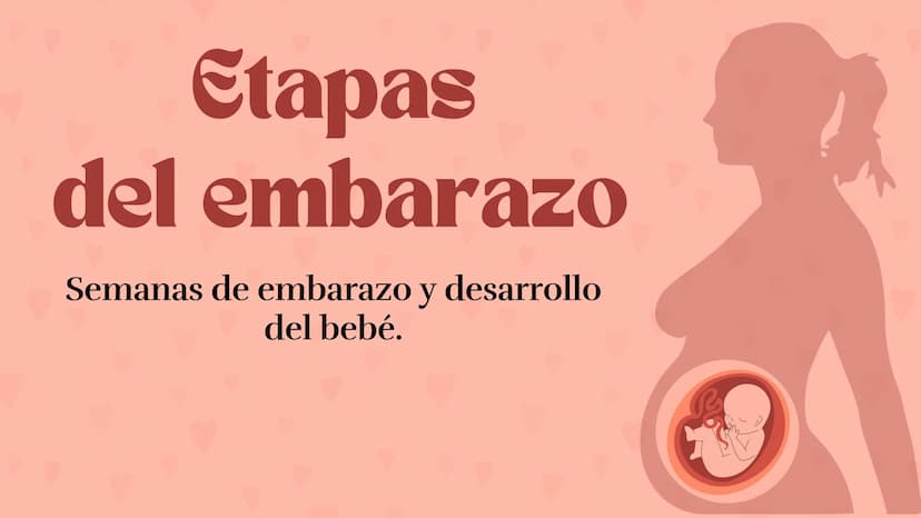 Etapas
del embarazo
Semanas de embarazo y desarrollo
del bebé. Etapas del embarazo
AUNQUE EL EMBARAZO ES UN PROCESO CONTINUO, SE DIVIDE EN T