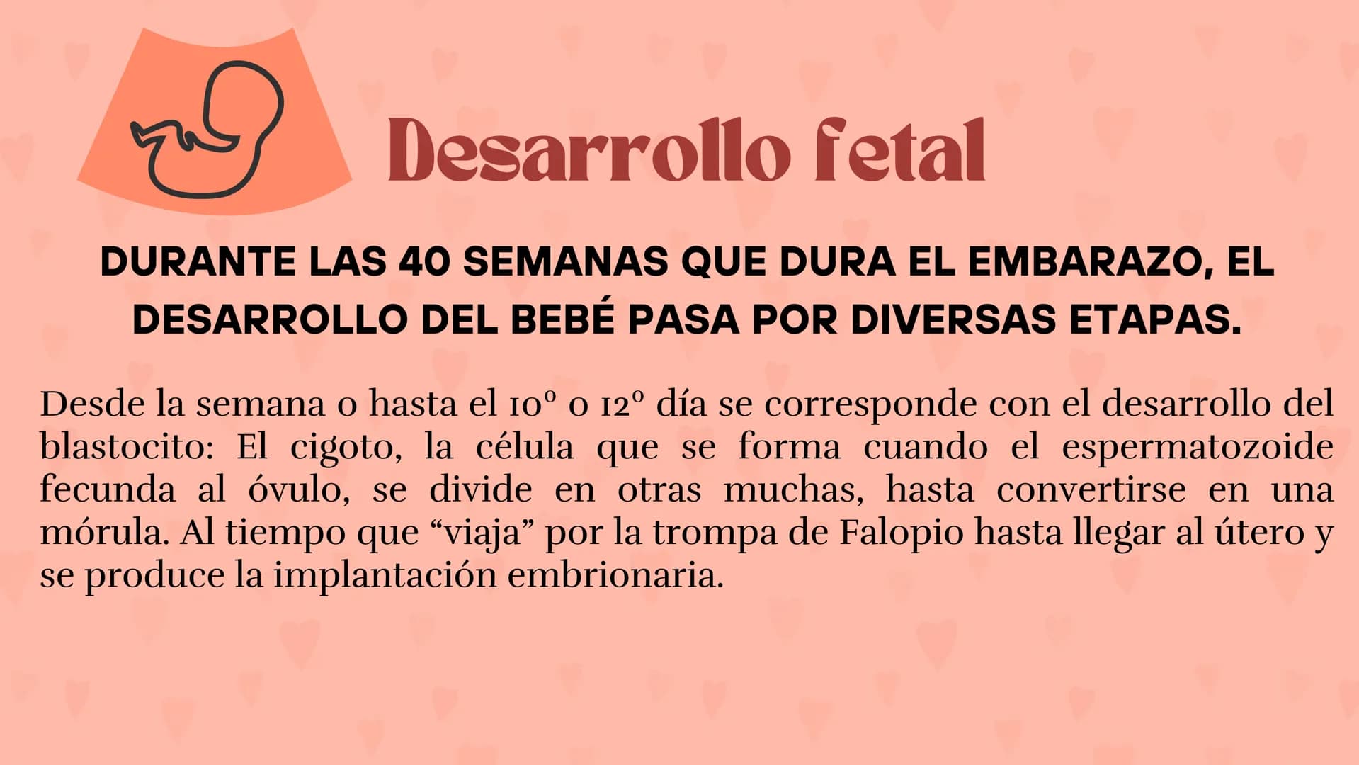 Etapas
del embarazo
Semanas de embarazo y desarrollo
del bebé. Etapas del embarazo
AUNQUE EL EMBARAZO ES UN PROCESO CONTINUO, SE DIVIDE EN T