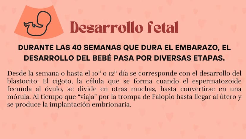 Etapas
del embarazo
Semanas de embarazo y desarrollo
del bebé. Etapas del embarazo
AUNQUE EL EMBARAZO ES UN PROCESO CONTINUO, SE DIVIDE EN T