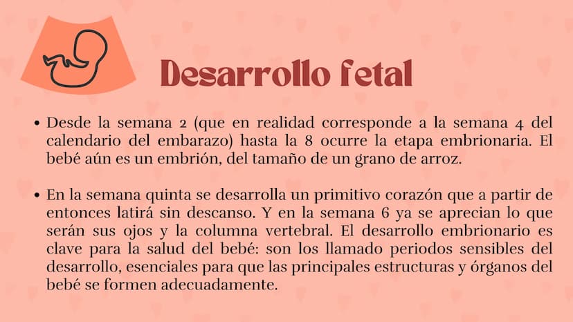Etapas
del embarazo
Semanas de embarazo y desarrollo
del bebé. Etapas del embarazo
AUNQUE EL EMBARAZO ES UN PROCESO CONTINUO, SE DIVIDE EN T