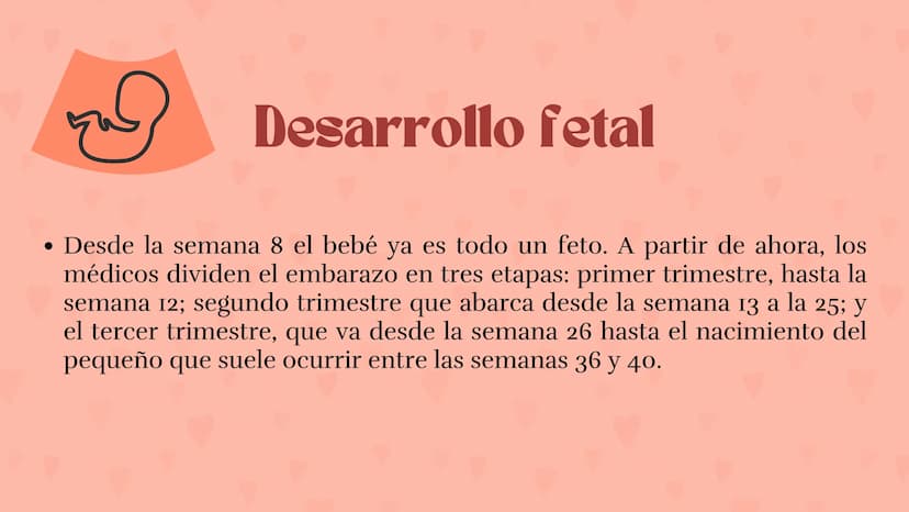 Etapas
del embarazo
Semanas de embarazo y desarrollo
del bebé. Etapas del embarazo
AUNQUE EL EMBARAZO ES UN PROCESO CONTINUO, SE DIVIDE EN T