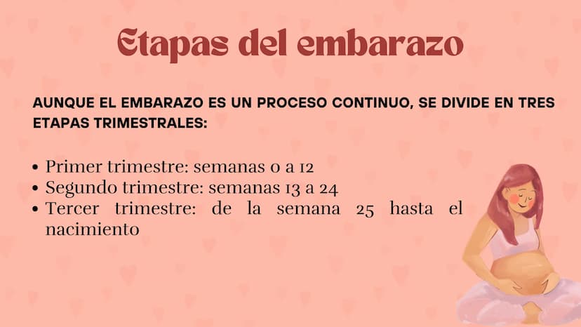 Etapas
del embarazo
Semanas de embarazo y desarrollo
del bebé. Etapas del embarazo
AUNQUE EL EMBARAZO ES UN PROCESO CONTINUO, SE DIVIDE EN T