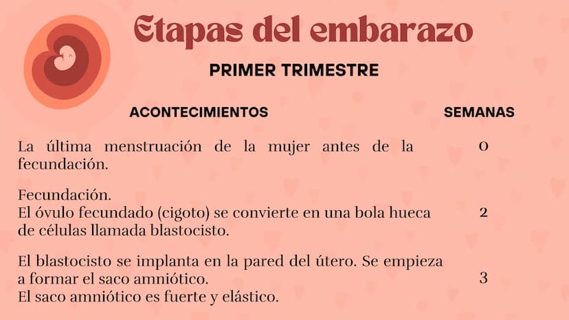 Etapas
del embarazo
Semanas de embarazo y desarrollo
del bebé. Etapas del embarazo
AUNQUE EL EMBARAZO ES UN PROCESO CONTINUO, SE DIVIDE EN T
