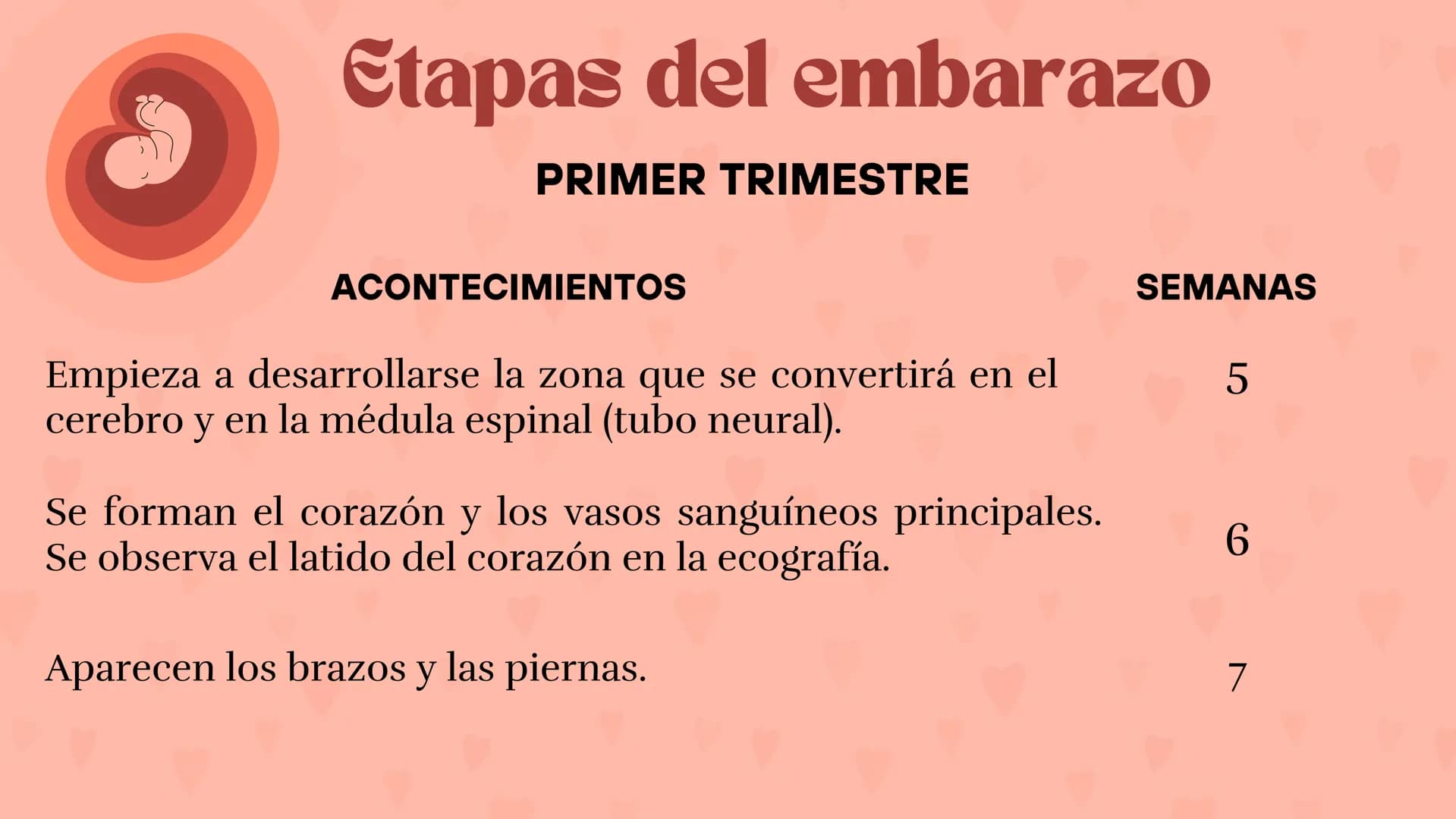 Etapas
del embarazo
Semanas de embarazo y desarrollo
del bebé. Etapas del embarazo
AUNQUE EL EMBARAZO ES UN PROCESO CONTINUO, SE DIVIDE EN T