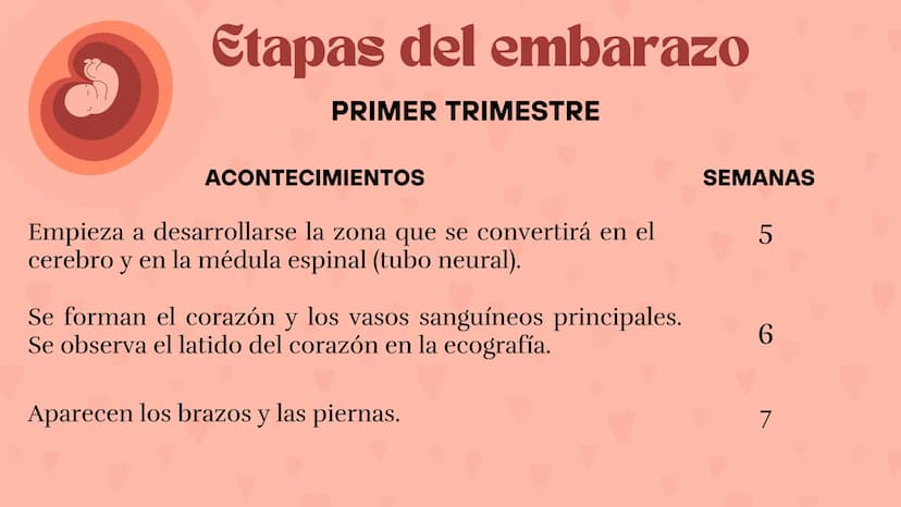 Etapas
del embarazo
Semanas de embarazo y desarrollo
del bebé. Etapas del embarazo
AUNQUE EL EMBARAZO ES UN PROCESO CONTINUO, SE DIVIDE EN T