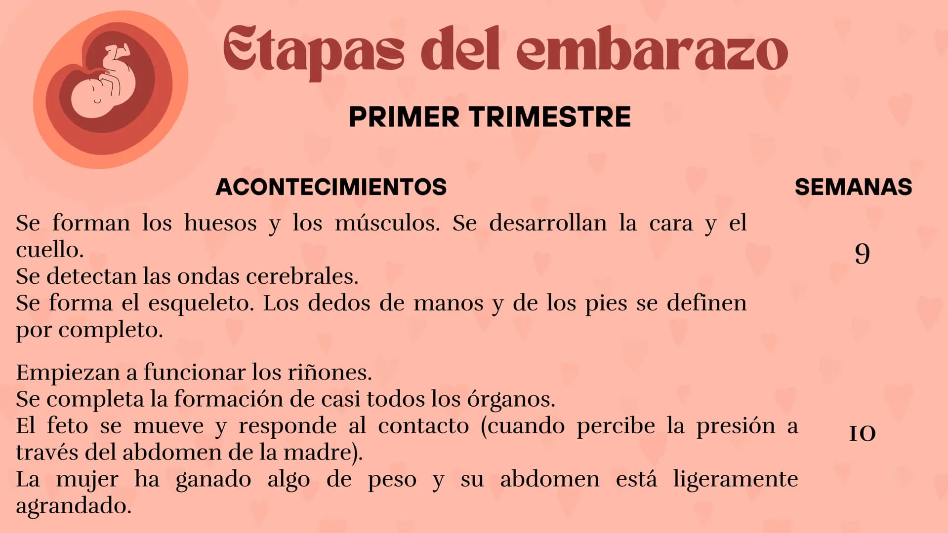 Etapas
del embarazo
Semanas de embarazo y desarrollo
del bebé. Etapas del embarazo
AUNQUE EL EMBARAZO ES UN PROCESO CONTINUO, SE DIVIDE EN T