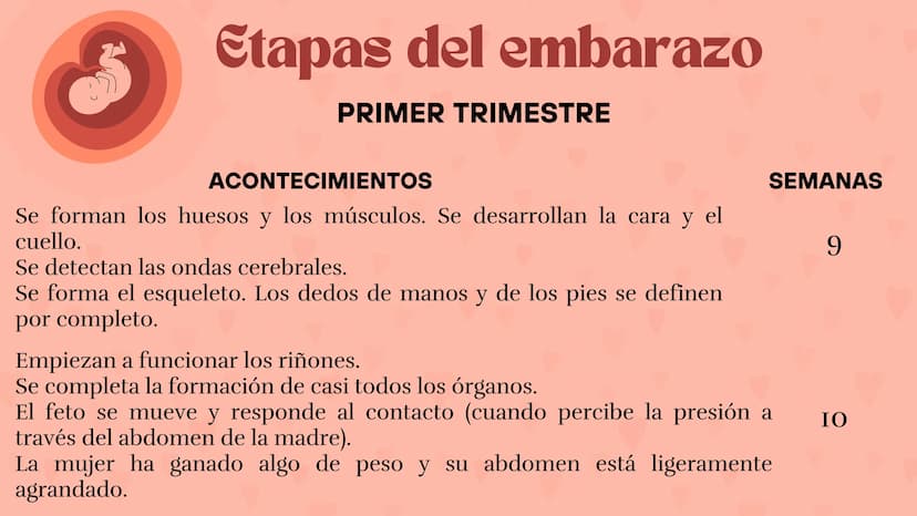 Etapas
del embarazo
Semanas de embarazo y desarrollo
del bebé. Etapas del embarazo
AUNQUE EL EMBARAZO ES UN PROCESO CONTINUO, SE DIVIDE EN T