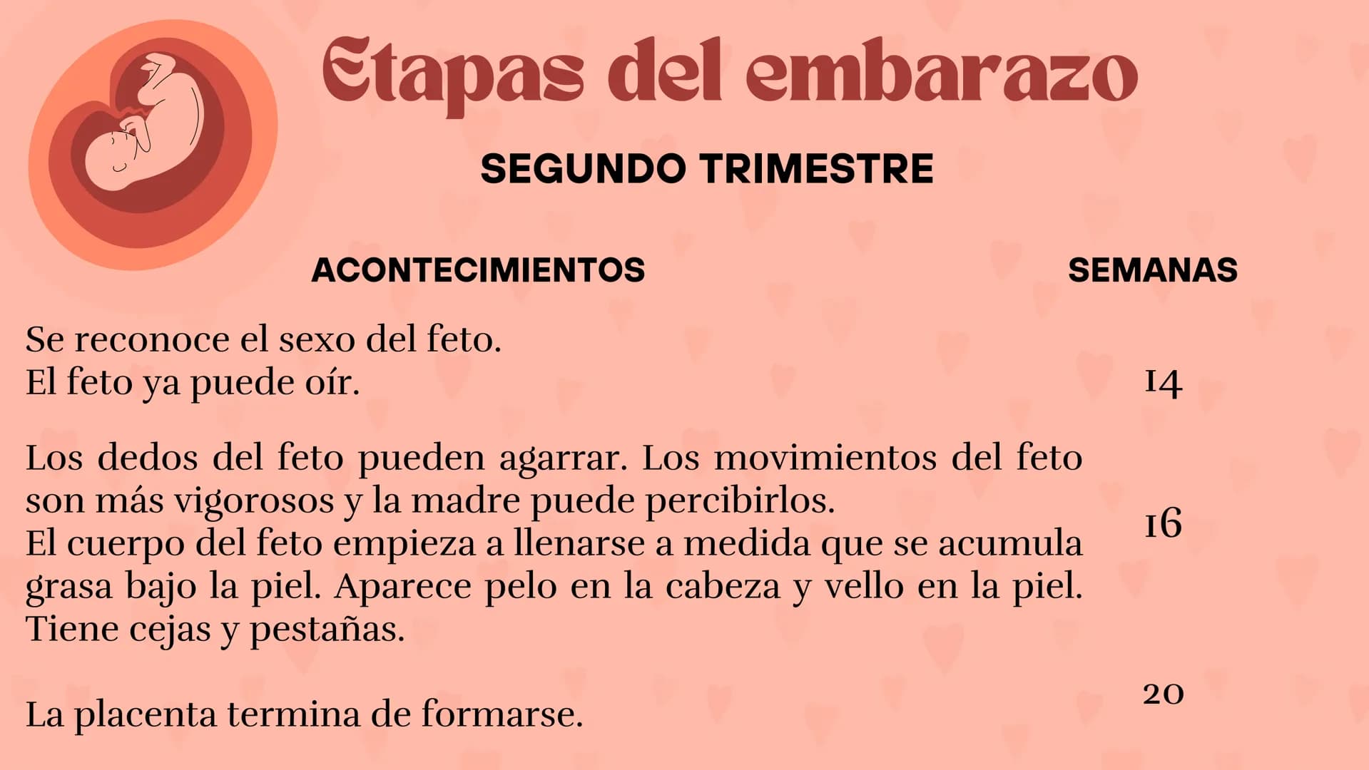 Etapas
del embarazo
Semanas de embarazo y desarrollo
del bebé. Etapas del embarazo
AUNQUE EL EMBARAZO ES UN PROCESO CONTINUO, SE DIVIDE EN T