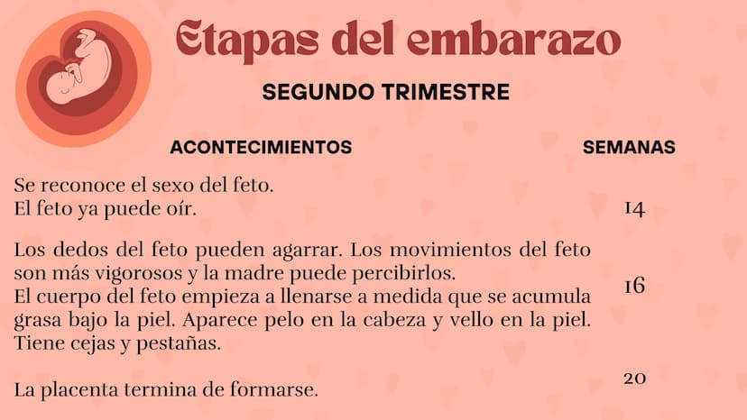 Etapas
del embarazo
Semanas de embarazo y desarrollo
del bebé. Etapas del embarazo
AUNQUE EL EMBARAZO ES UN PROCESO CONTINUO, SE DIVIDE EN T