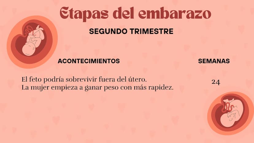 Etapas
del embarazo
Semanas de embarazo y desarrollo
del bebé. Etapas del embarazo
AUNQUE EL EMBARAZO ES UN PROCESO CONTINUO, SE DIVIDE EN T