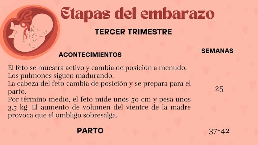 Etapas
del embarazo
Semanas de embarazo y desarrollo
del bebé. Etapas del embarazo
AUNQUE EL EMBARAZO ES UN PROCESO CONTINUO, SE DIVIDE EN T