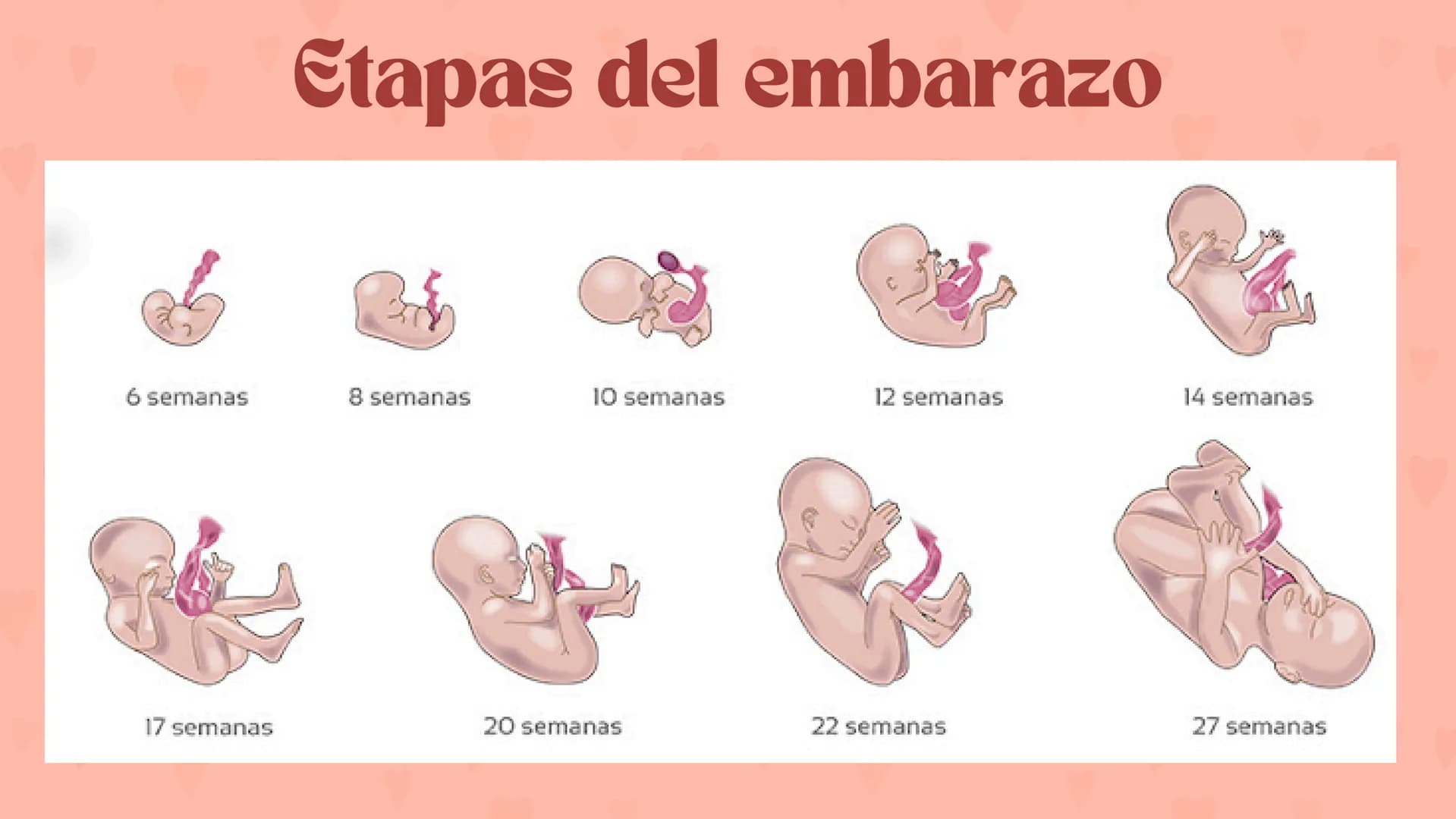 Etapas
del embarazo
Semanas de embarazo y desarrollo
del bebé. Etapas del embarazo
AUNQUE EL EMBARAZO ES UN PROCESO CONTINUO, SE DIVIDE EN T