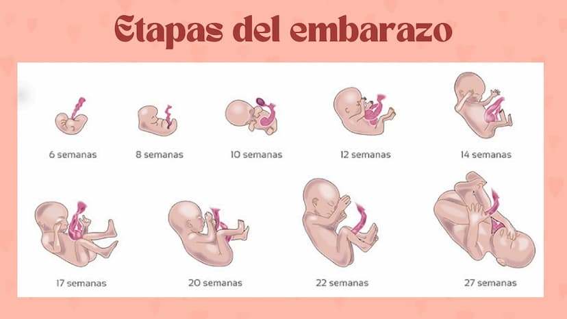Etapas
del embarazo
Semanas de embarazo y desarrollo
del bebé. Etapas del embarazo
AUNQUE EL EMBARAZO ES UN PROCESO CONTINUO, SE DIVIDE EN T