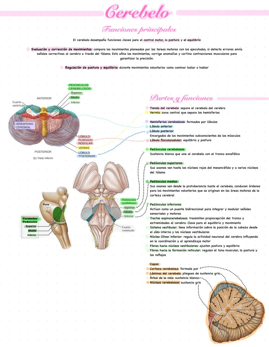 Cerebelo
Funciones principales
El cerebelo desempeña funciones claves para el control motor, la postura y el equilibrio
Evaluación y correcc
