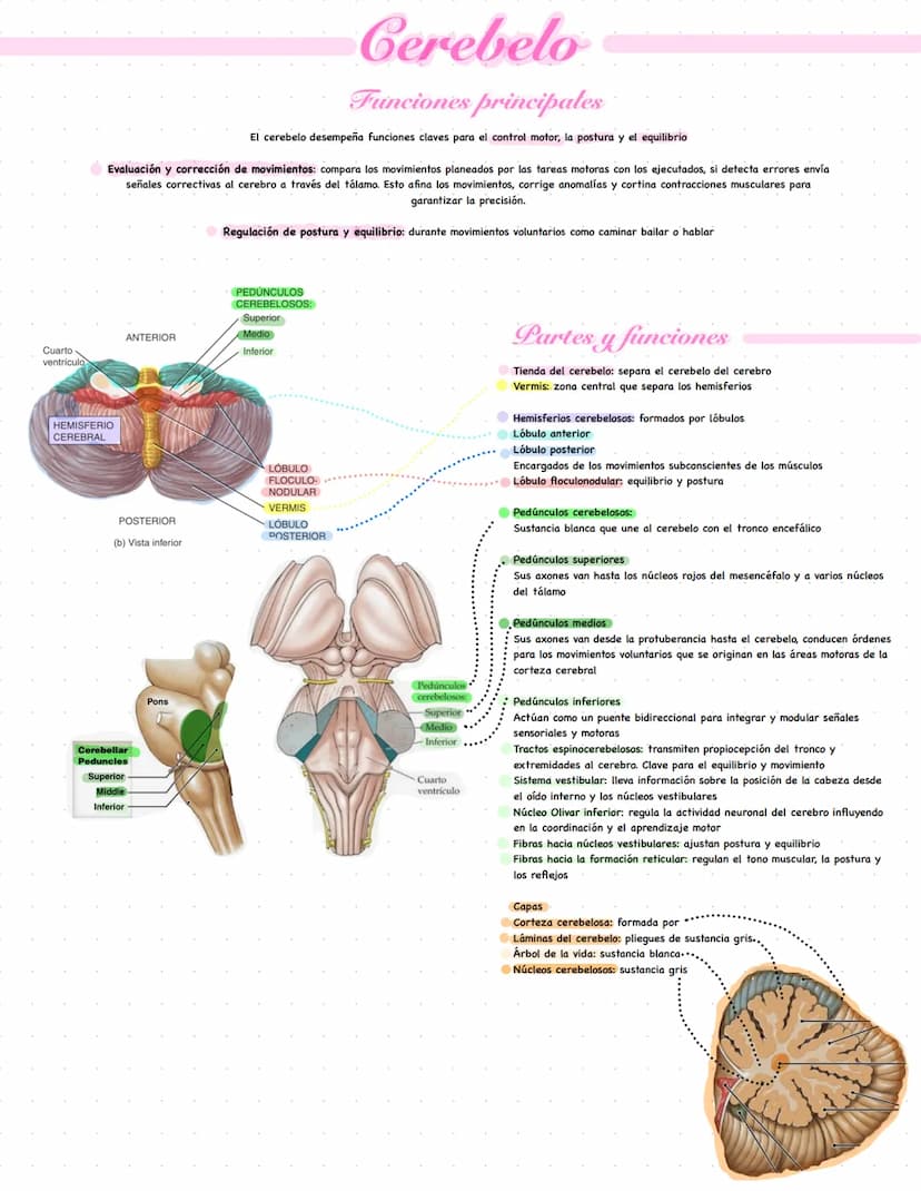 Cerebelo
Funciones principales
El cerebelo desempeña funciones claves para el control motor, la postura y el equilibrio
Evaluación y correcc