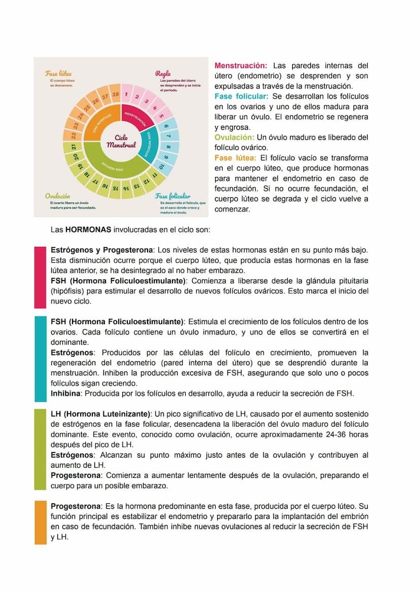 .
•
.
.
•
SISTEMA REPRODUCTOR FEMENINO
Conjunto de órganos y estructuras que permiten la reproducción y el desarrollo de un
embrión en la mu