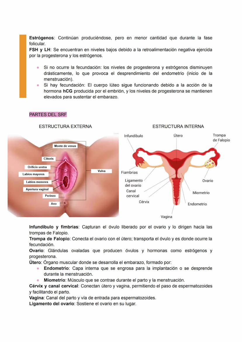 .
•
.
.
•
SISTEMA REPRODUCTOR FEMENINO
Conjunto de órganos y estructuras que permiten la reproducción y el desarrollo de un
embrión en la mu