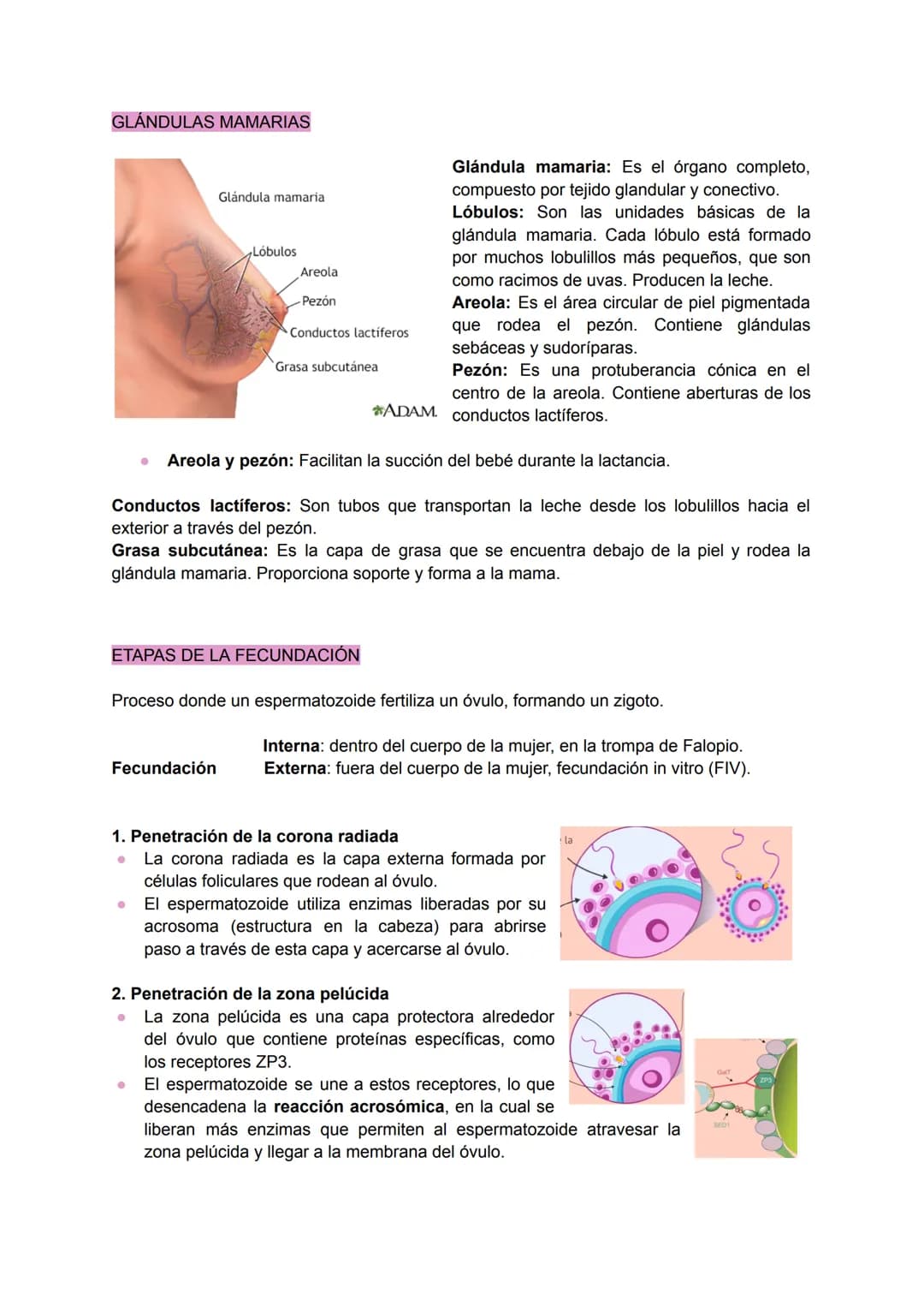 .
•
.
.
•
SISTEMA REPRODUCTOR FEMENINO
Conjunto de órganos y estructuras que permiten la reproducción y el desarrollo de un
embrión en la mu