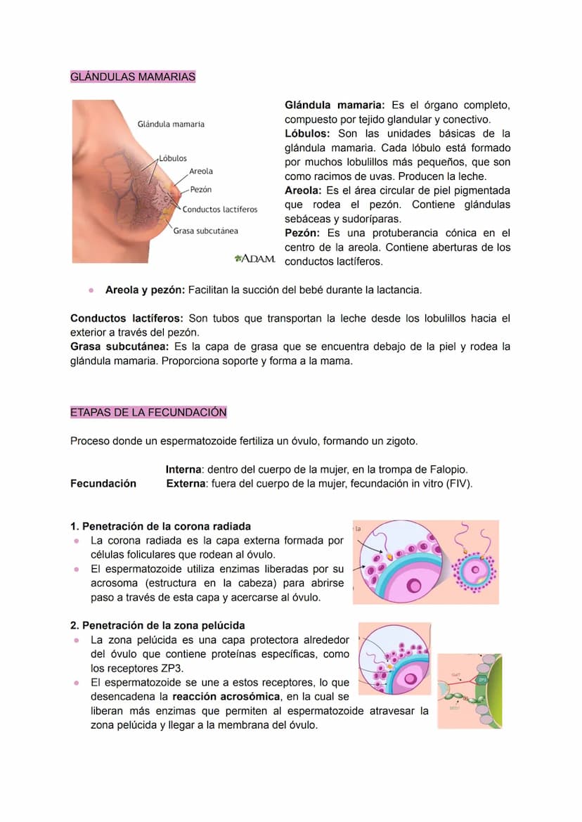 .
•
.
.
•
SISTEMA REPRODUCTOR FEMENINO
Conjunto de órganos y estructuras que permiten la reproducción y el desarrollo de un
embrión en la mu