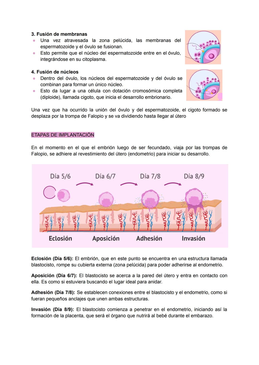 .
•
.
.
•
SISTEMA REPRODUCTOR FEMENINO
Conjunto de órganos y estructuras que permiten la reproducción y el desarrollo de un
embrión en la mu