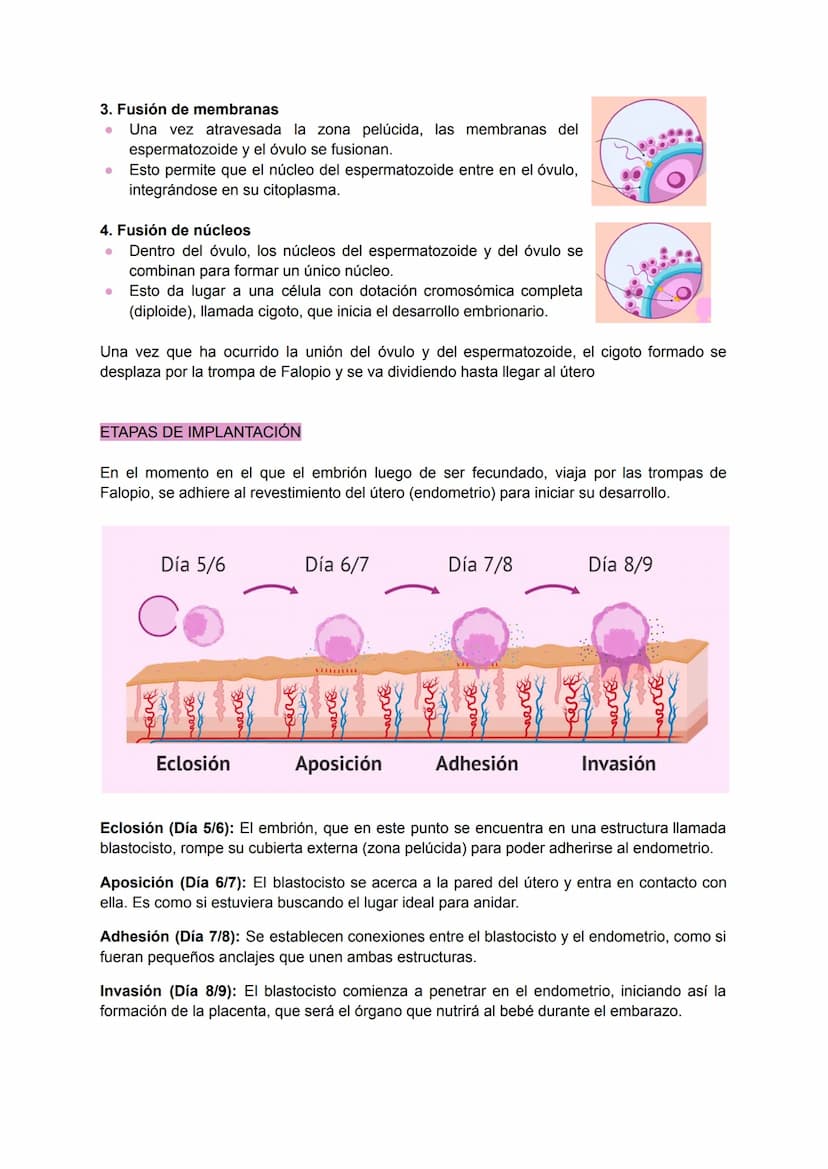 .
•
.
.
•
SISTEMA REPRODUCTOR FEMENINO
Conjunto de órganos y estructuras que permiten la reproducción y el desarrollo de un
embrión en la mu