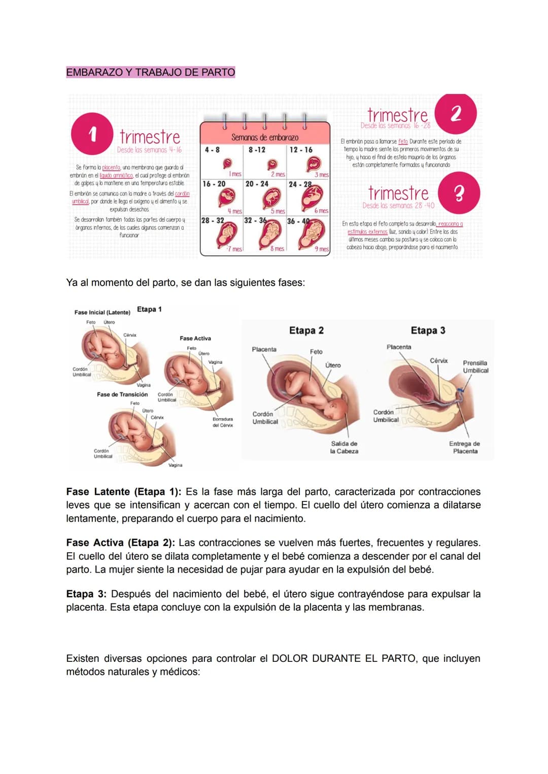 .
•
.
.
•
SISTEMA REPRODUCTOR FEMENINO
Conjunto de órganos y estructuras que permiten la reproducción y el desarrollo de un
embrión en la mu
