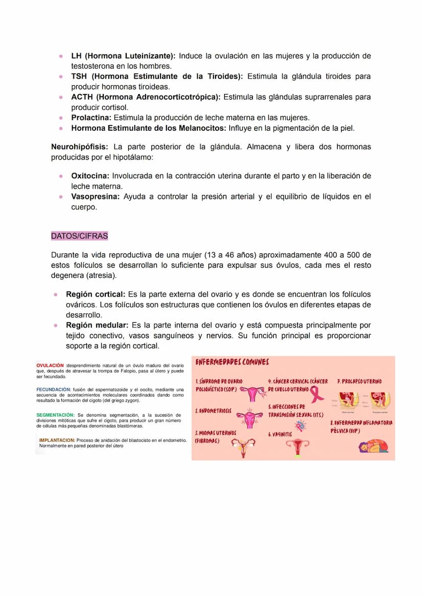 .
•
.
.
•
SISTEMA REPRODUCTOR FEMENINO
Conjunto de órganos y estructuras que permiten la reproducción y el desarrollo de un
embrión en la mu