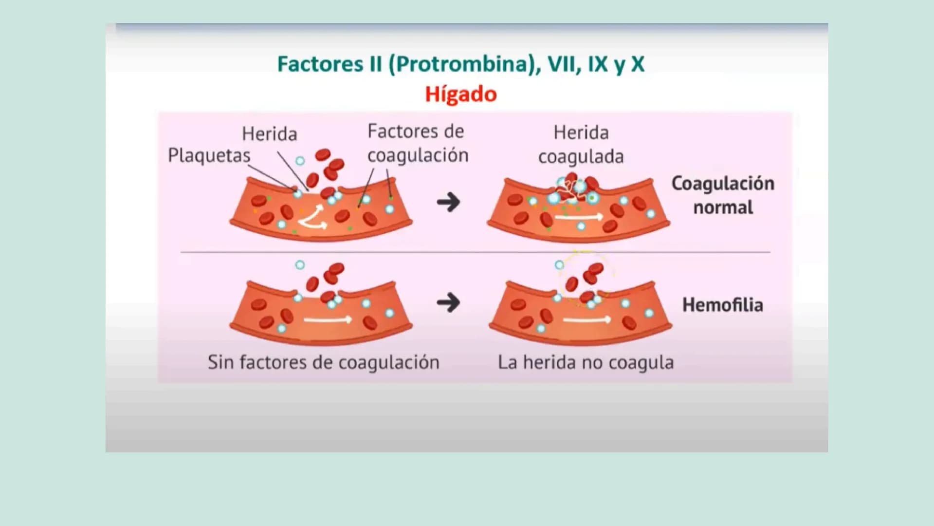 VITAMINAS
LIPOSOLUBLES ¿QUÉ SON?
Son aquellas que se pueden disolver en
las grasas. Dentro de este grupo
encontramos las vitaminas A, D, E y