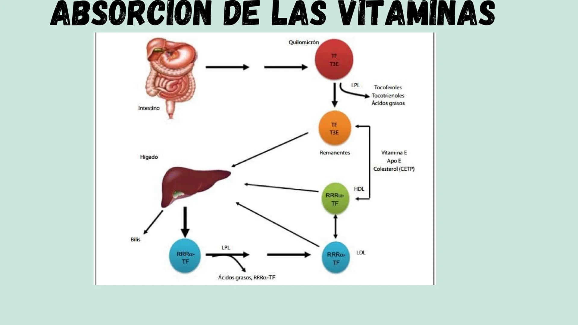 VITAMINAS
LIPOSOLUBLES ¿QUÉ SON?
Son aquellas que se pueden disolver en
las grasas. Dentro de este grupo
encontramos las vitaminas A, D, E y