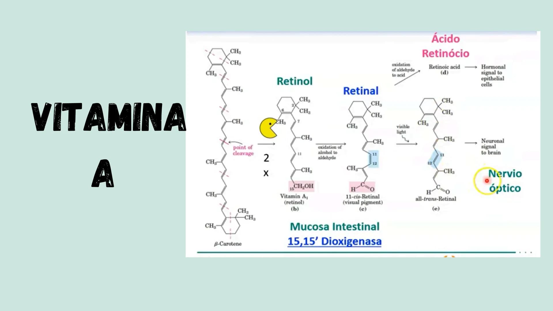 VITAMINAS
LIPOSOLUBLES ¿QUÉ SON?
Son aquellas que se pueden disolver en
las grasas. Dentro de este grupo
encontramos las vitaminas A, D, E y