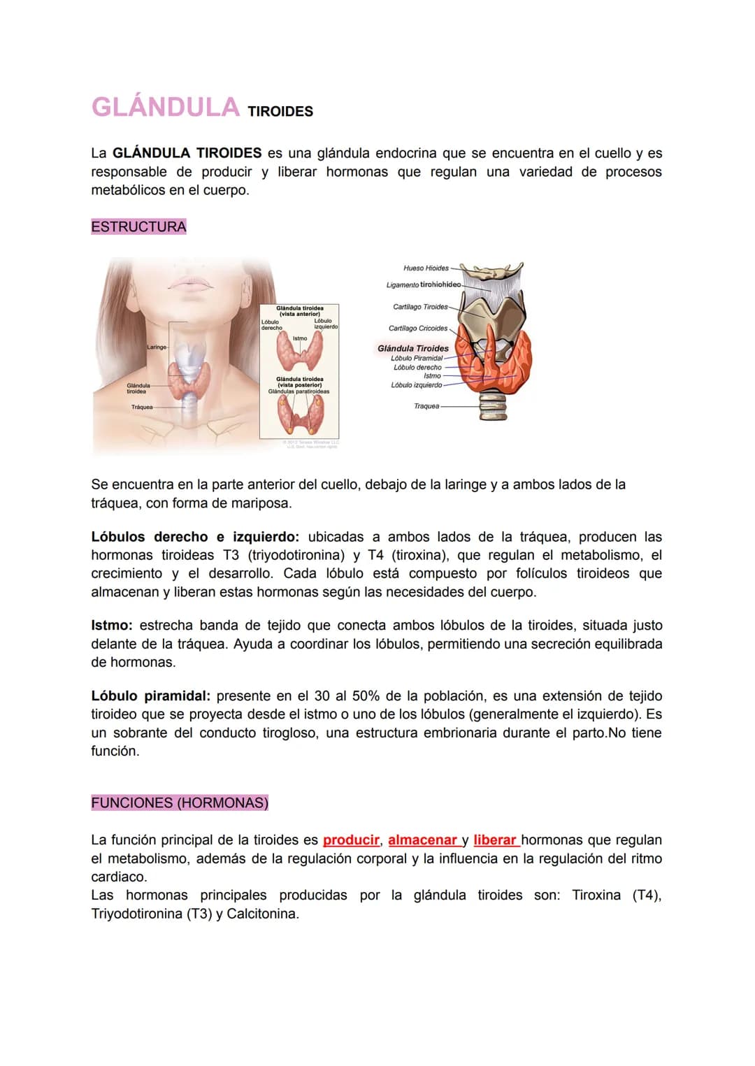 GLÁNDULA TIROIDES
La GLÁNDULA TIROIDES es una glándula endocrina que se encuentra en el cuello y es
responsable de producir y liberar hormon
