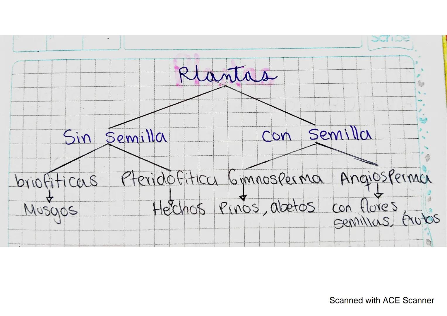 Plantas

Sin Semilla

Con semilla

scrice

briofiticas Pteridofitica Gymnosperma Angiosperma
↓
Musyos Hechos Pinos, abetos con flores

Semil