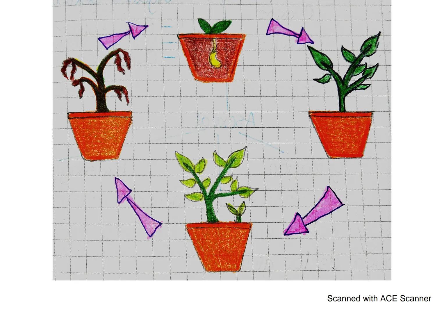 Plantas

Sin Semilla

Con semilla

scrice

briofiticas Pteridofitica Gymnosperma Angiosperma
↓
Musyos Hechos Pinos, abetos con flores

Semil